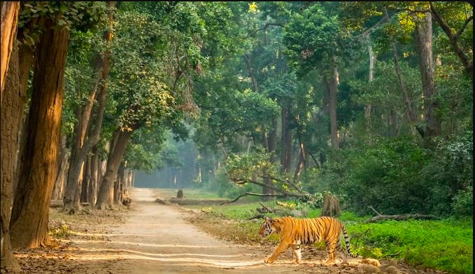 Jim-Corbett-Nainital tour
